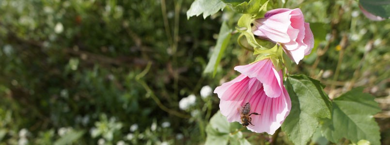 Eine Biene sammelt an einem sonnigen Herbsttag Nektar an einer rosafarbenen Hibiskusblüte