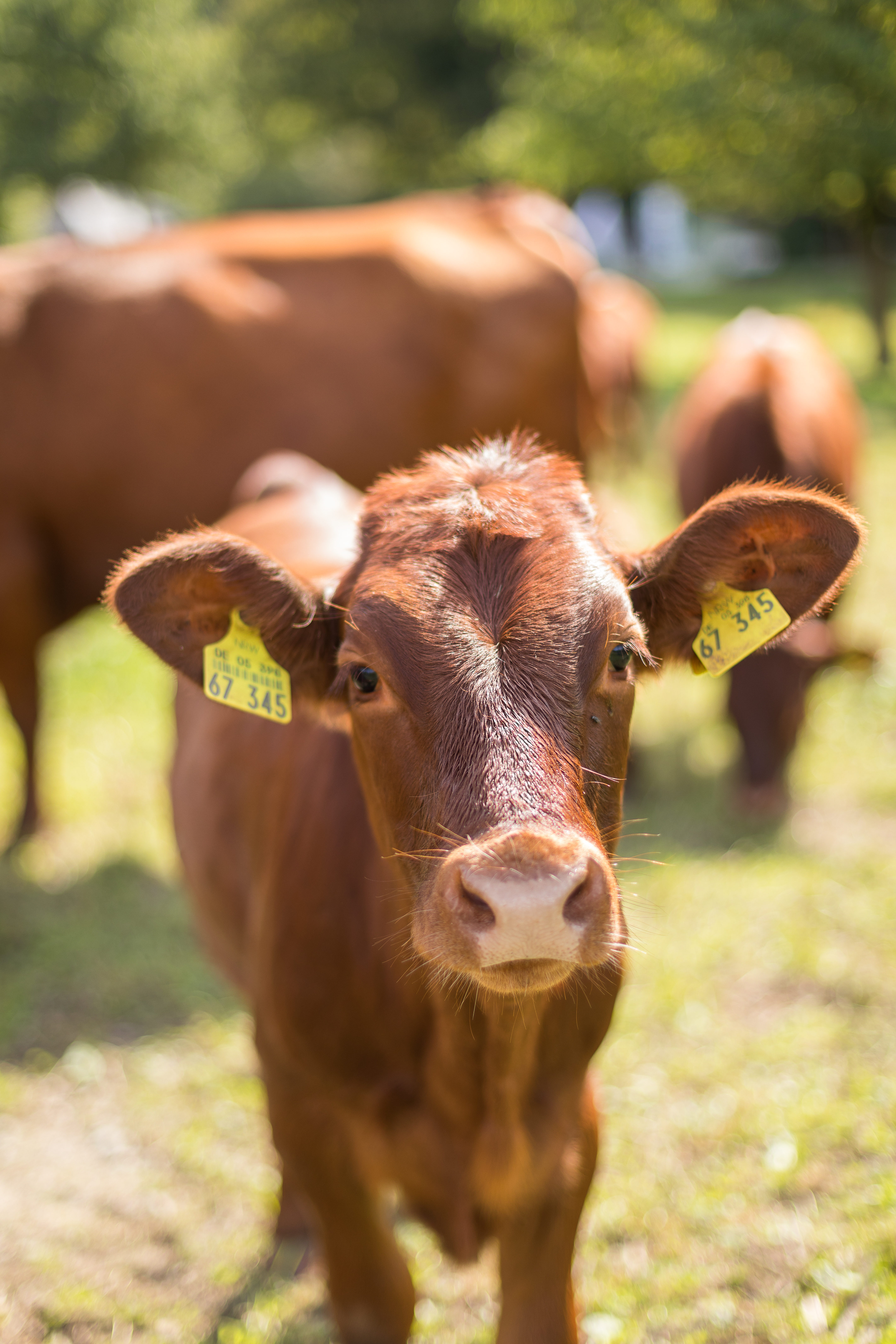 Kälbchen mit Ohrmarken