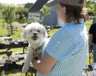 Hunde sind im LVR-Freilichtmuseum Lindlar willkommen.