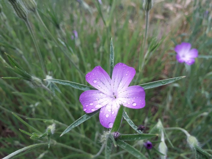 Auch Ackerwildkräuter werden im Archäobotanischen Garten angepflanzt