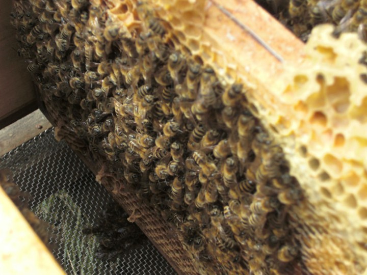 Eine Wabe, auf der Bienen sitzen, wird dem Bienenstock entnommen