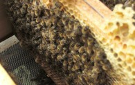 Eine Wabe, auf der Bienen sitzen, wird dem Bienenstock entnommen