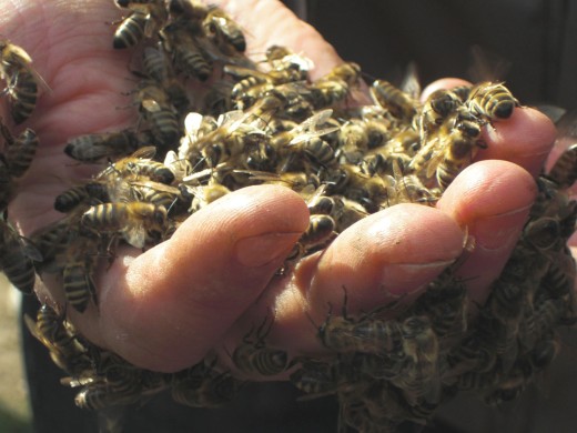 In einer offenen Hand hält der Imker viele Bienen.