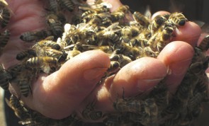 In einer offenen Hand hält der Imker viele Bienen.