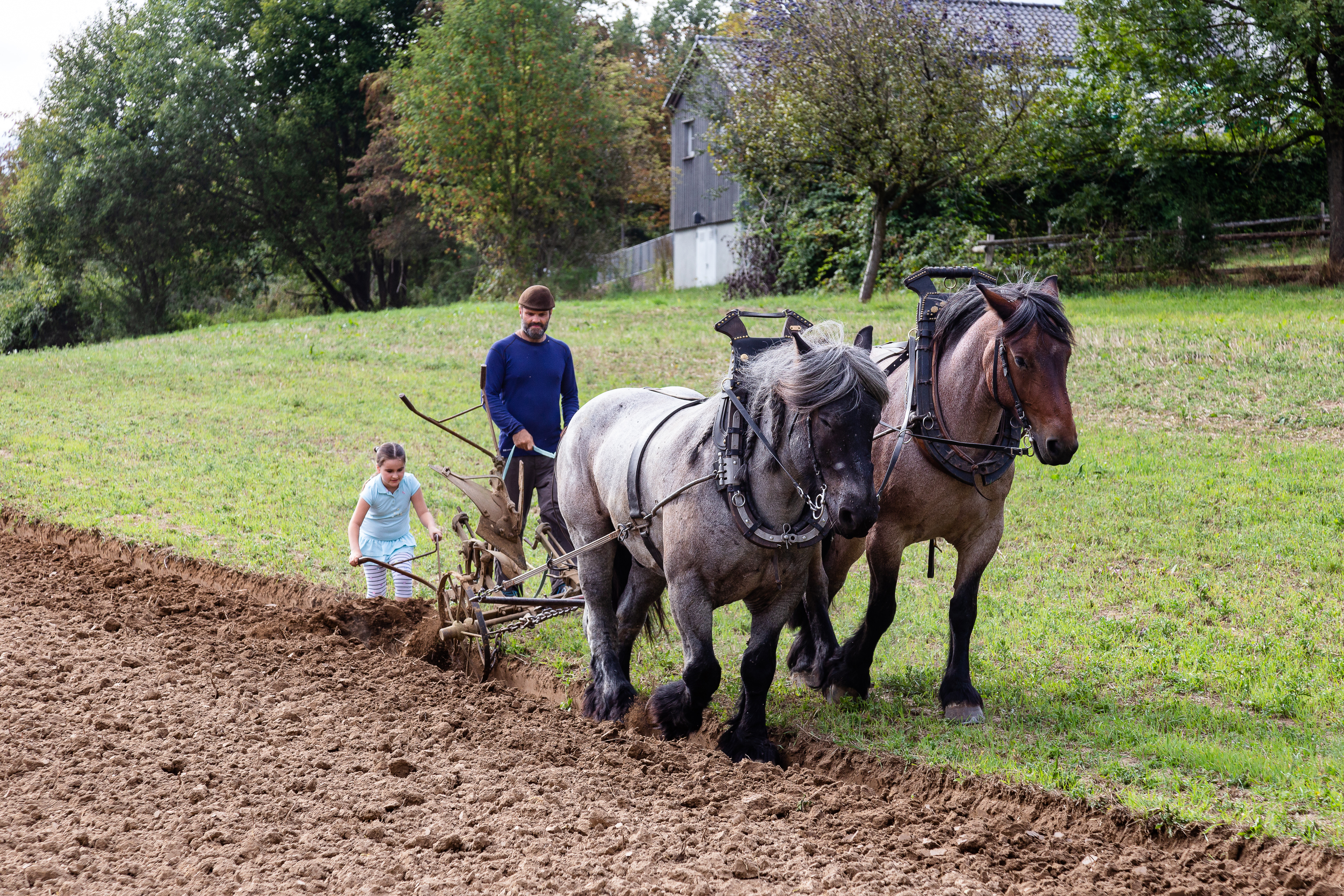 Der Landwirt geht hinter dem Perdegespann her. Zwei Pferde ziehen den Pflug durch den Acker