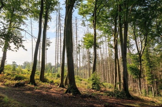 Wald