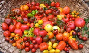 Korb gefüllt mit Tomaten
