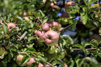 Äpfel am Baum 