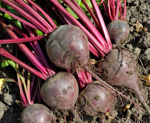 Rote Bete 