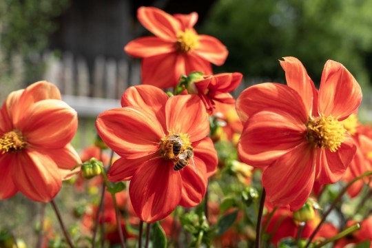 Bienen auf Blüten