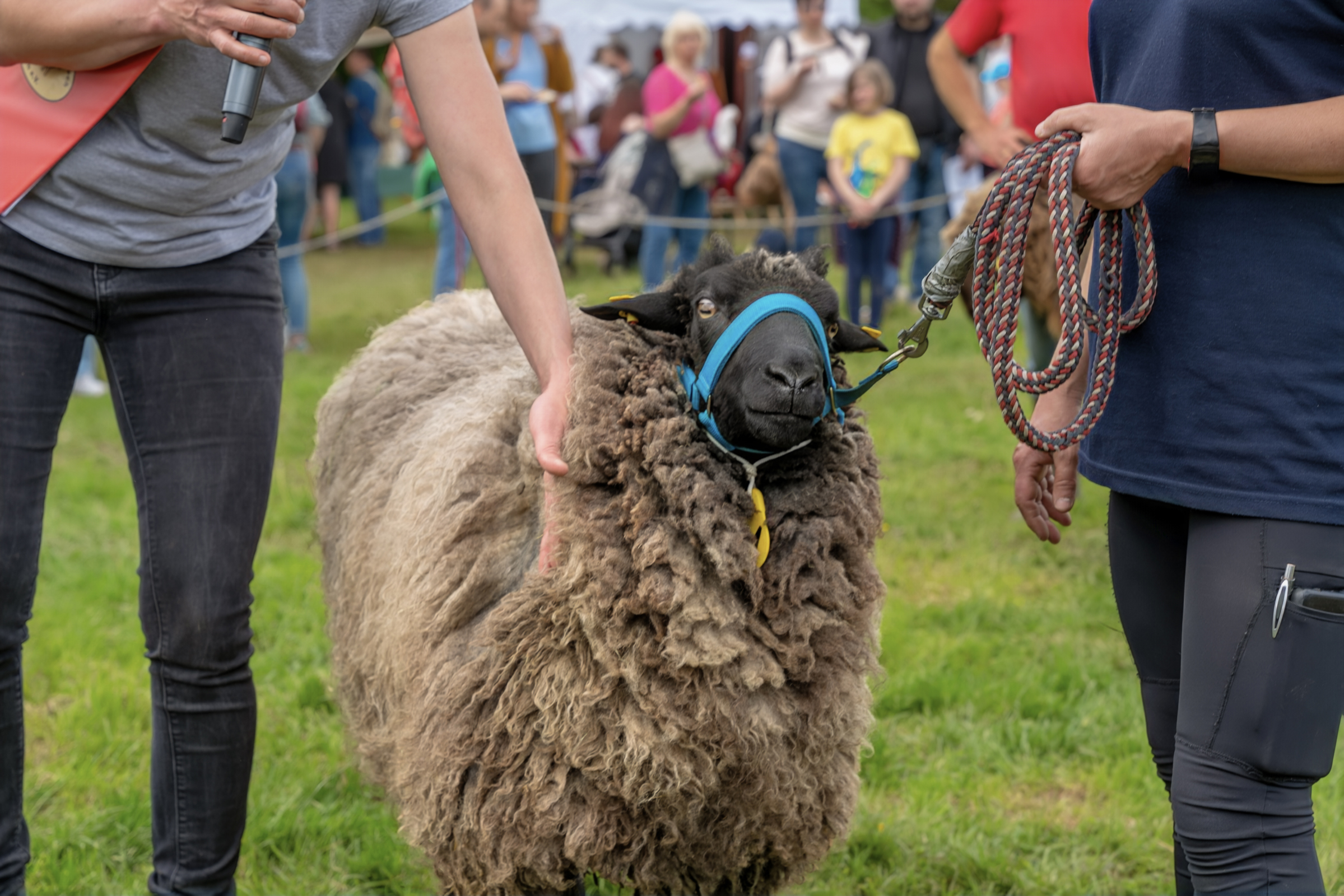 Zwischen zwei Menschen steht ein Schaf und schaut in die Kamera