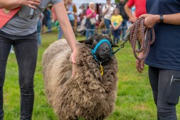 Zwischen zwei Menschen steht ein Schaf und schaut in die Kamera