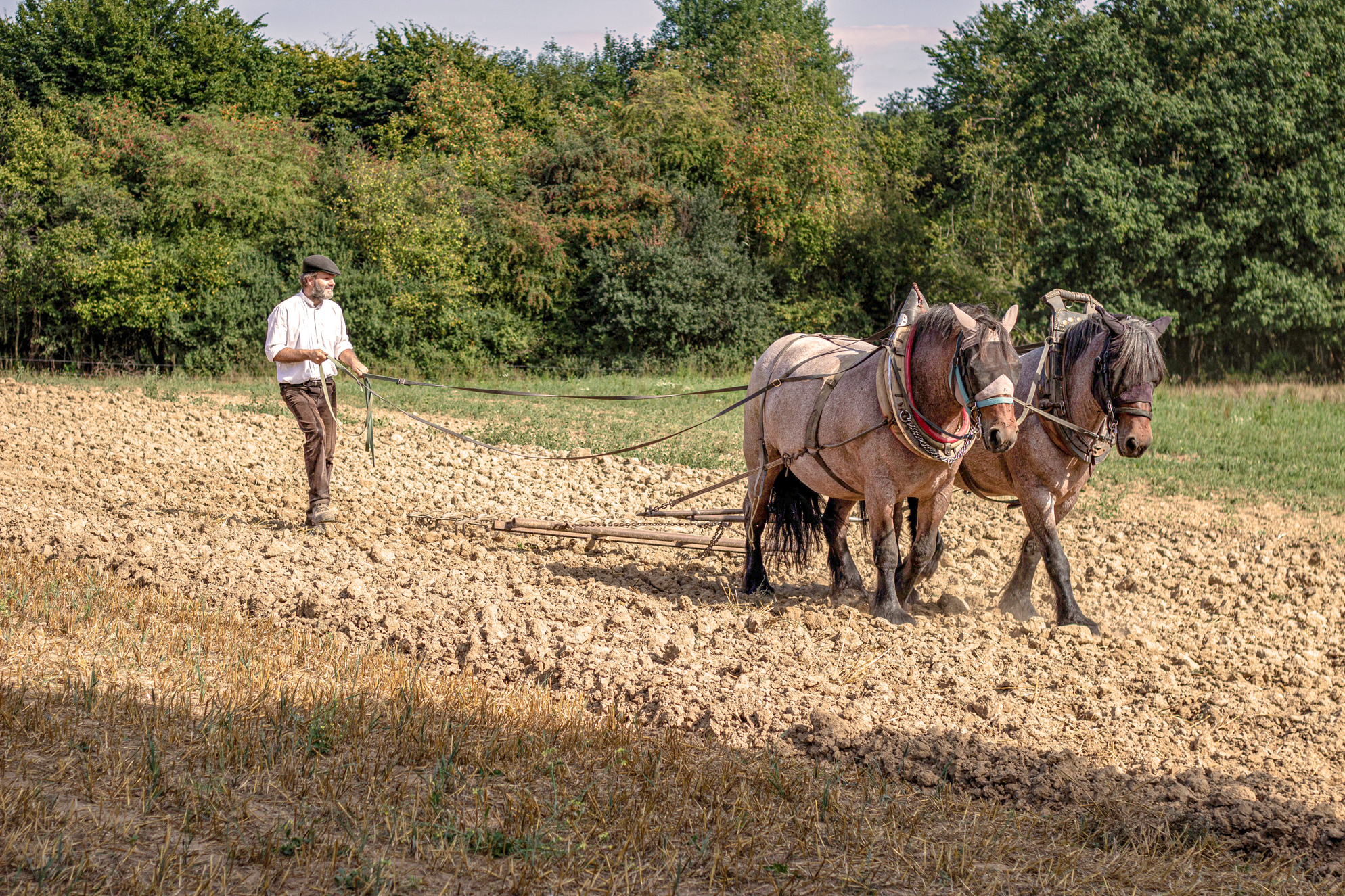 Ein Mann beackert mit zwei Pferden ein Feld