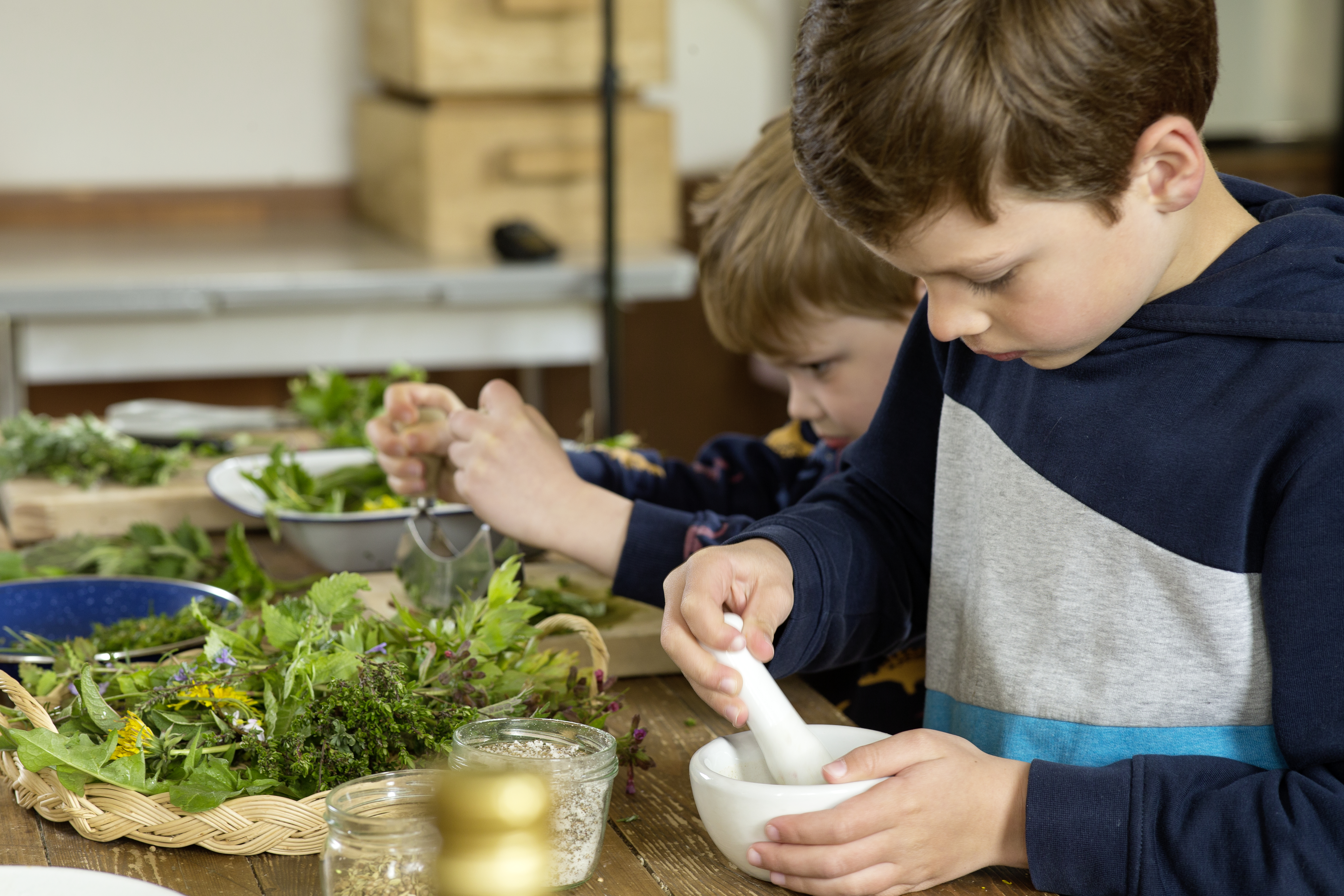 Kinder arbeiten mit Kräutern 