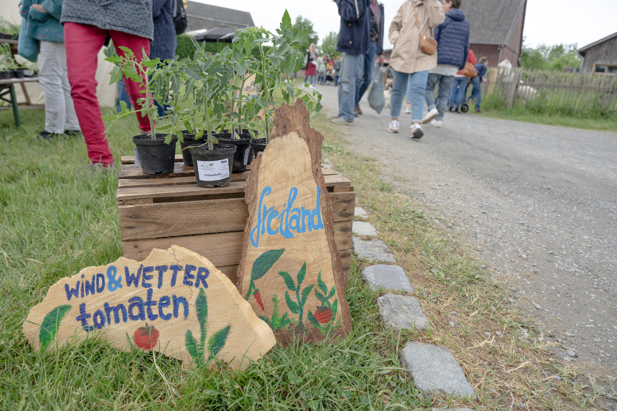 Tomatenpflanzen davor ein Stein mit Werbeaufschrift