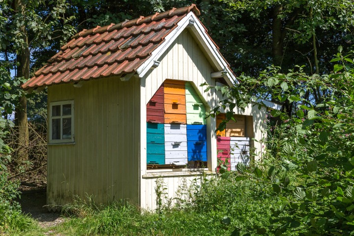 Bienen im Landanflug