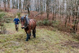Ein Pferd mit einem Pflug, dahinter ein Mann der die Zügel hält. Im Hintergrund ein Wald.