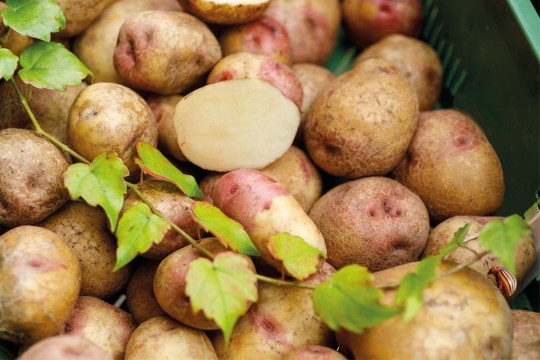 Kartoffeln