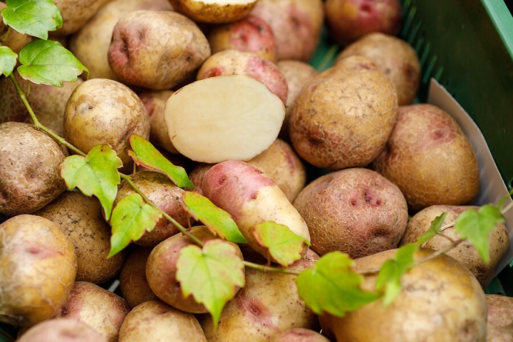 Detailansicht einer Schale Kartoffeln. Darauf eine aufgeschnittene Kartoffel und ein Zweig.