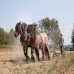 Feldarbeit mit Pferden beim Bauernmarkt