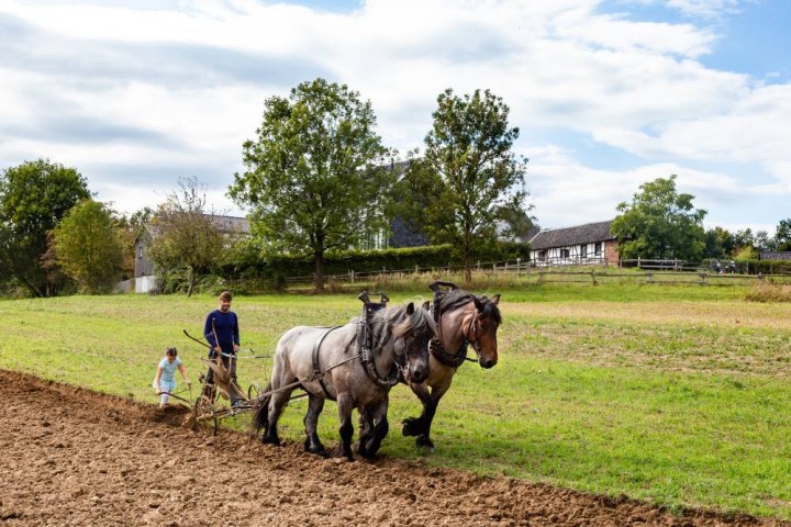 Pflügen mit dem Pferd