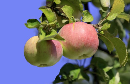 Äpfel