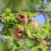 Apfelsorte Zuccalmaglios Renette am Baum