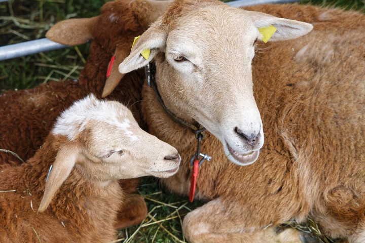 Tierkinder im LVR-Freilichtmuseum Lindlar