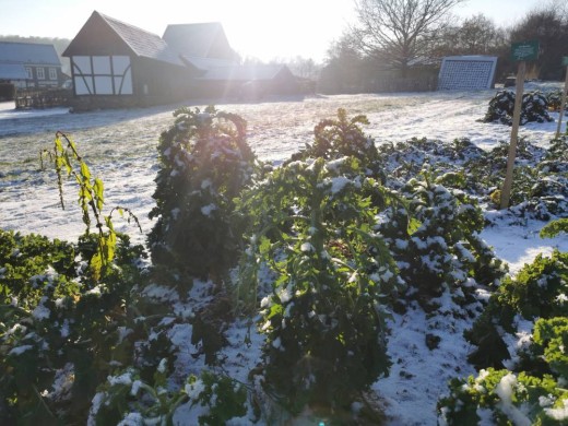 Grünkohl im Schnee